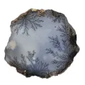 Dendroopal