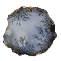 Dendroopal