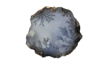 Dendroopal