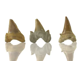 Fossiler Haizahn