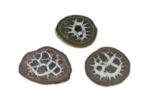 Septarien